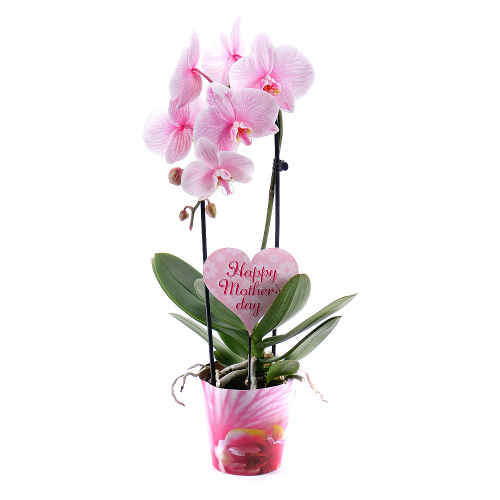 Ružová orchidea v črepníku