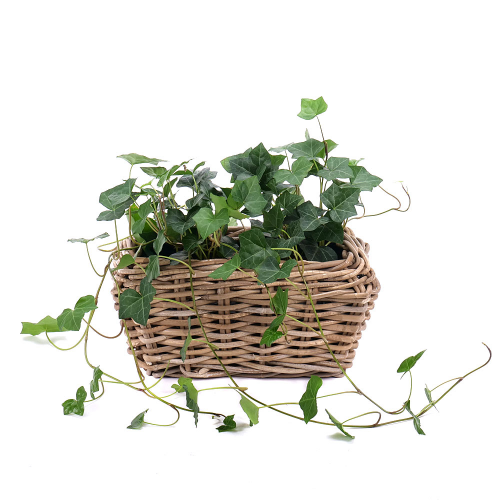 Hedera v prútenom obale