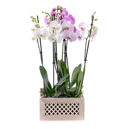 Farebné orchidey Flower box