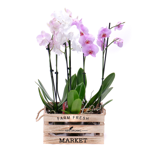 Farebné orchidey Flower box