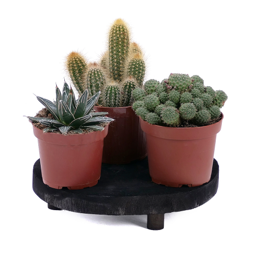 Trio kaktusy na drevenej podložke