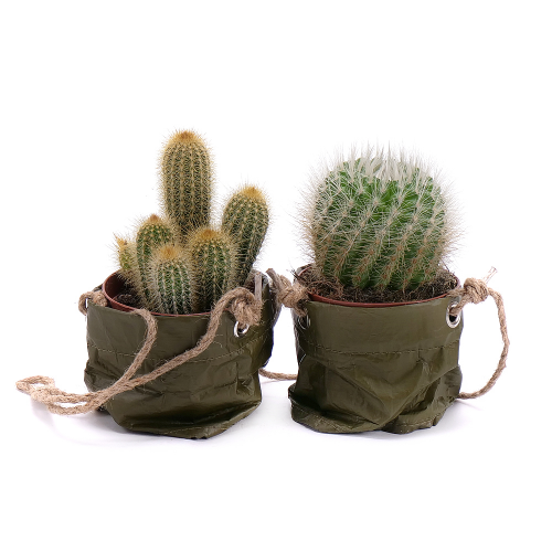Duo kaktusy v plastovom obale