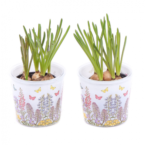 Duo muscari v sklenenom obale