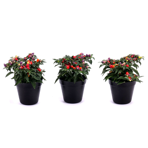 Trio okrasné papričky v plastovom obale