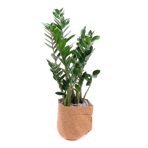 Zamioculcas v dekoračnom obale