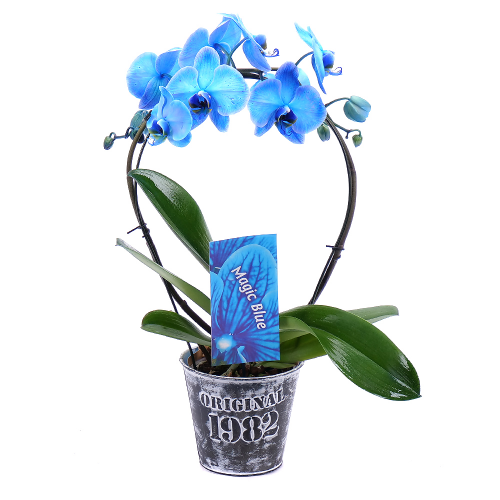 Modrá orchidea v kovovom obale