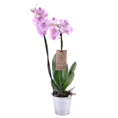 Fialová orchidea v plechovom obale