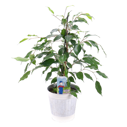 Ficus v plechovom obale