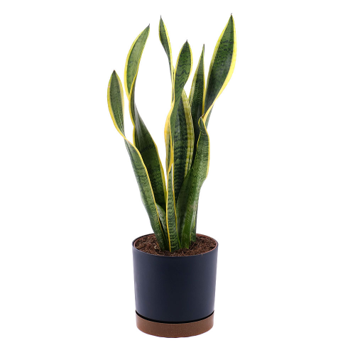 Sansevieria v plastovom obale