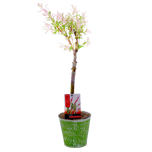 Salix Flamingo v plechovom obale