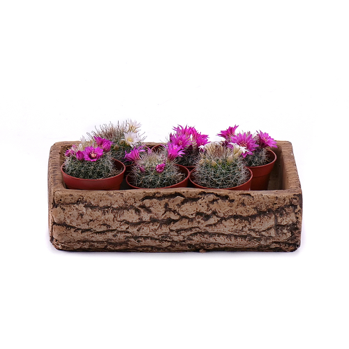 Mini kaktusy v keramickom obale