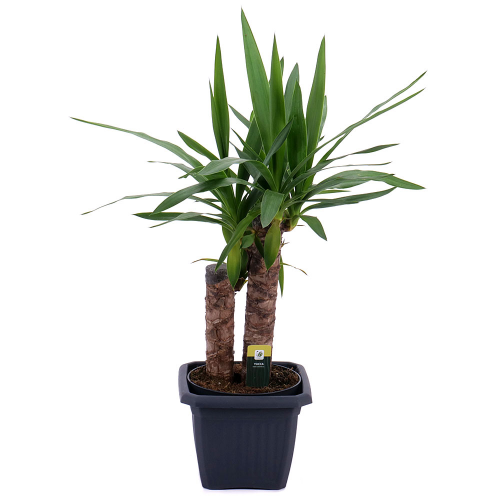 Yucca v plastovom obale