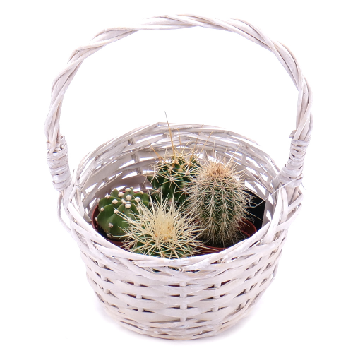 Mini kaktusy v prútenom košíku