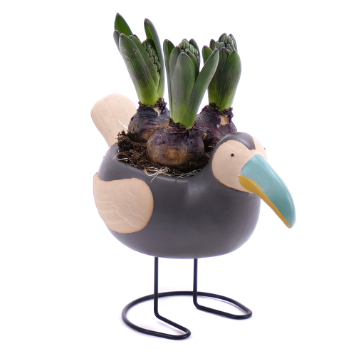 Hyacinty v keramickom obale