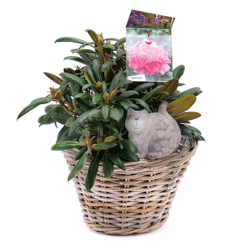 Rhododendron v prútenom košíku s dekoráciou