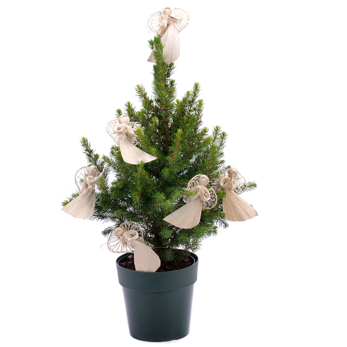 Živý stromček v plastovom obale s ozdobou anjela