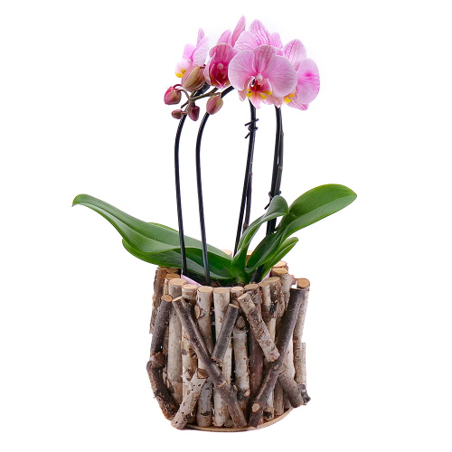 Ružová orchidea v drevenom boxe