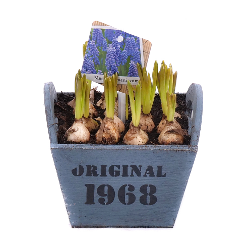 Muscari v drevenom boxe