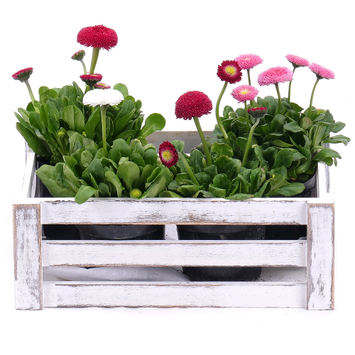 Bellis v drevenom boxe