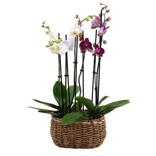 Duo orchidea v prútenom obale