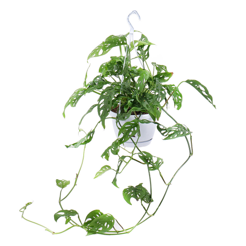 Monstera v závesnom črepníku