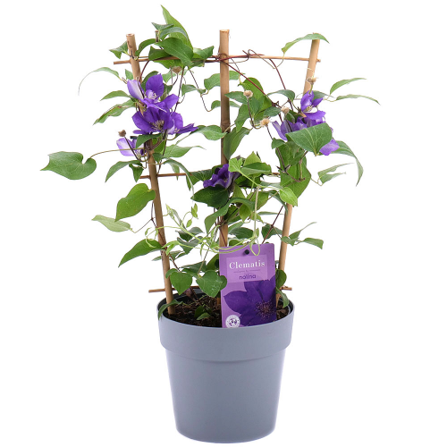 Clematis v plastovom obale