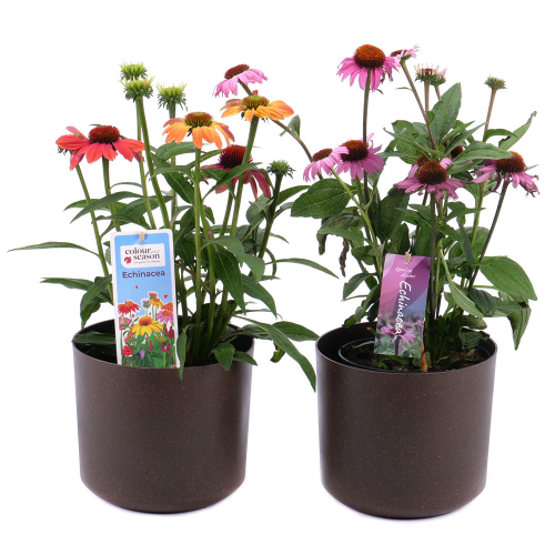 Duo echinacea v plastovom obale