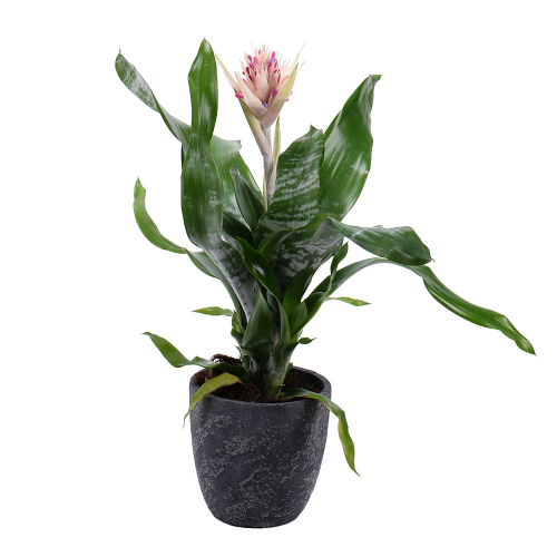Aechmea v keramickom obale