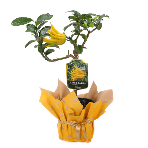 Mano di Buddha v plastovom obale