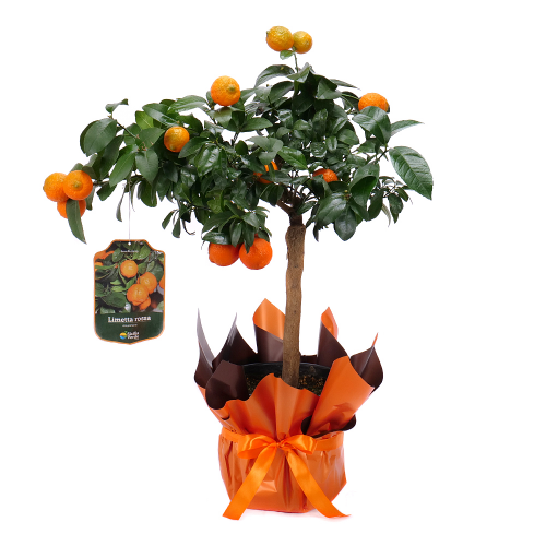 Limetta Rossa v plastovom obale