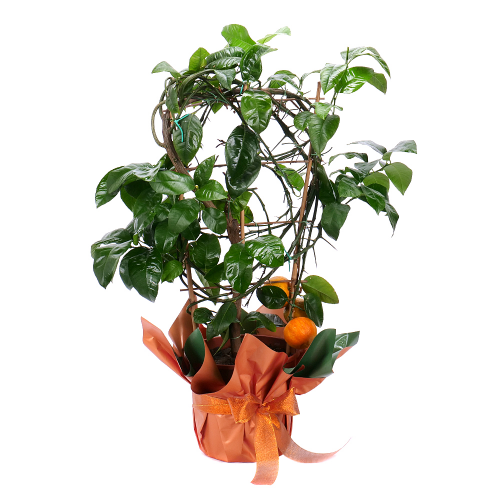 Arancio Arcobal v plastovom obale