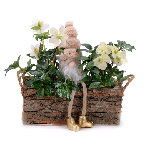 Čemerica v drevenom boxe s dekoráciou