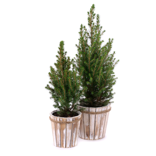 Duo živé stromčeky v drevenom boxe