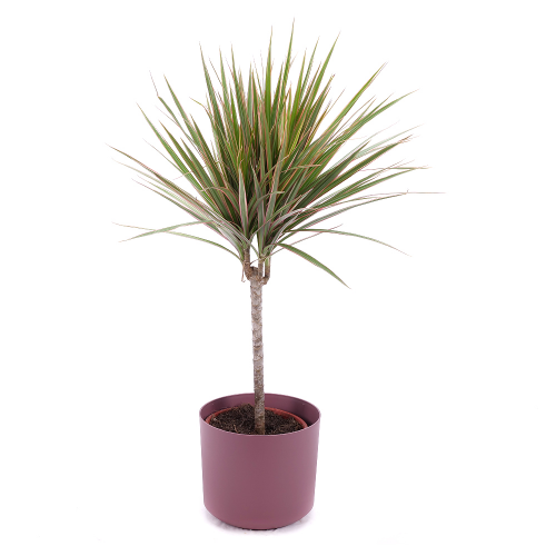 Dracena v plastovom obale