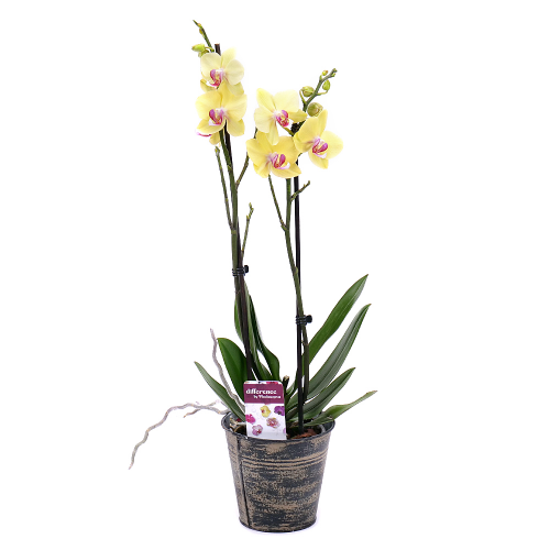 Žltá orchidea v plechovom obale