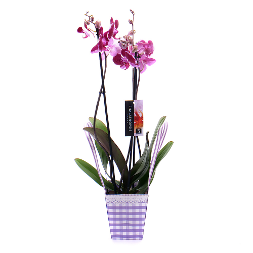 Tigrovaná orchidea v papierovej taške
