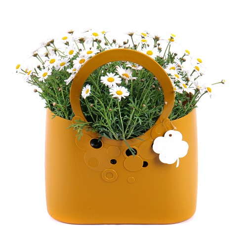 Argyranthemum v plastovej taške