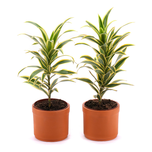 Duo dracena v hlinenom obale