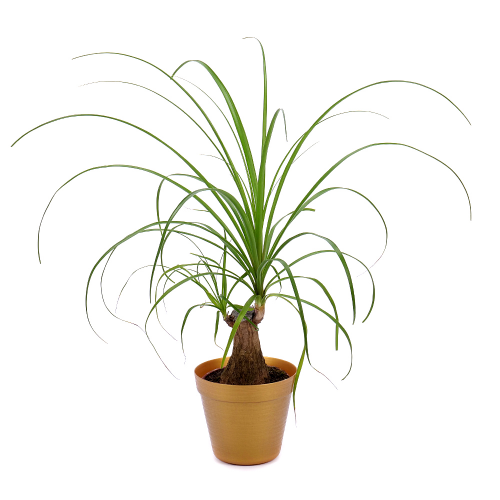 Nolina v plastovom obale