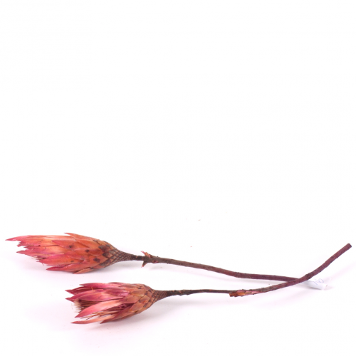 Protea na stonke ružovo-červená