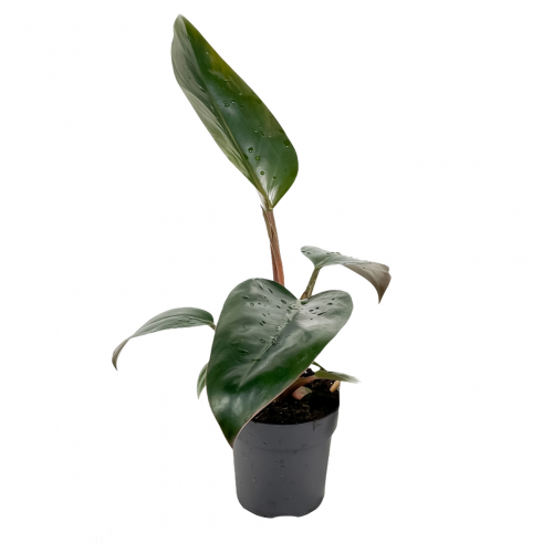 Philodendron crep