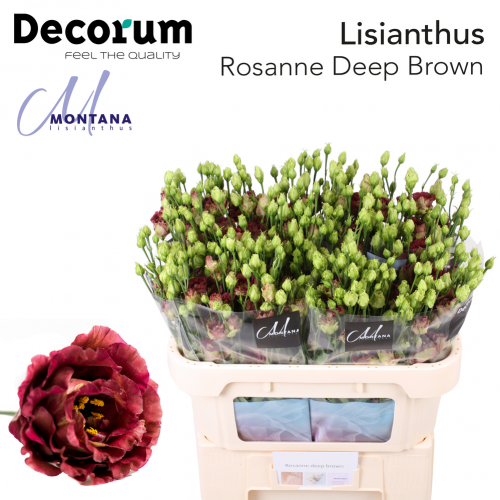 Lisianthus Rosanne deep brown 70cm