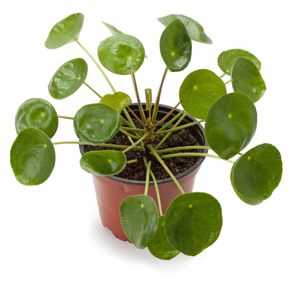 Pilea crep