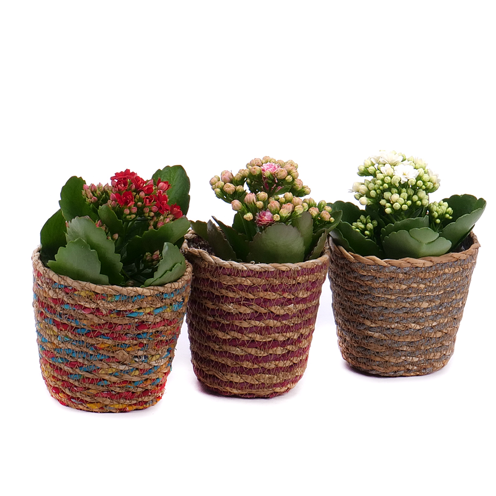 Trio kalanchoe v prútenom obale