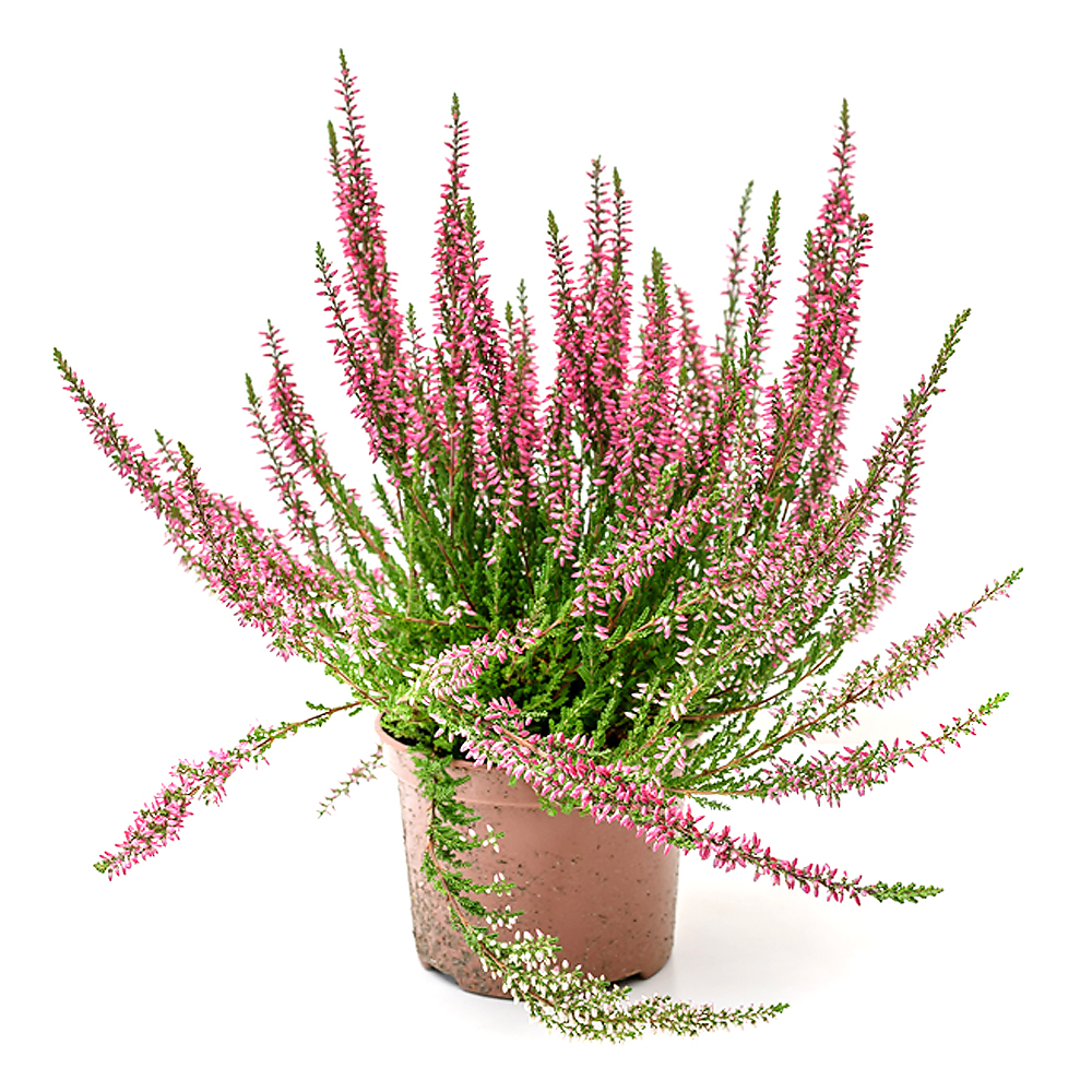 Erica,caluna,vresovec crep