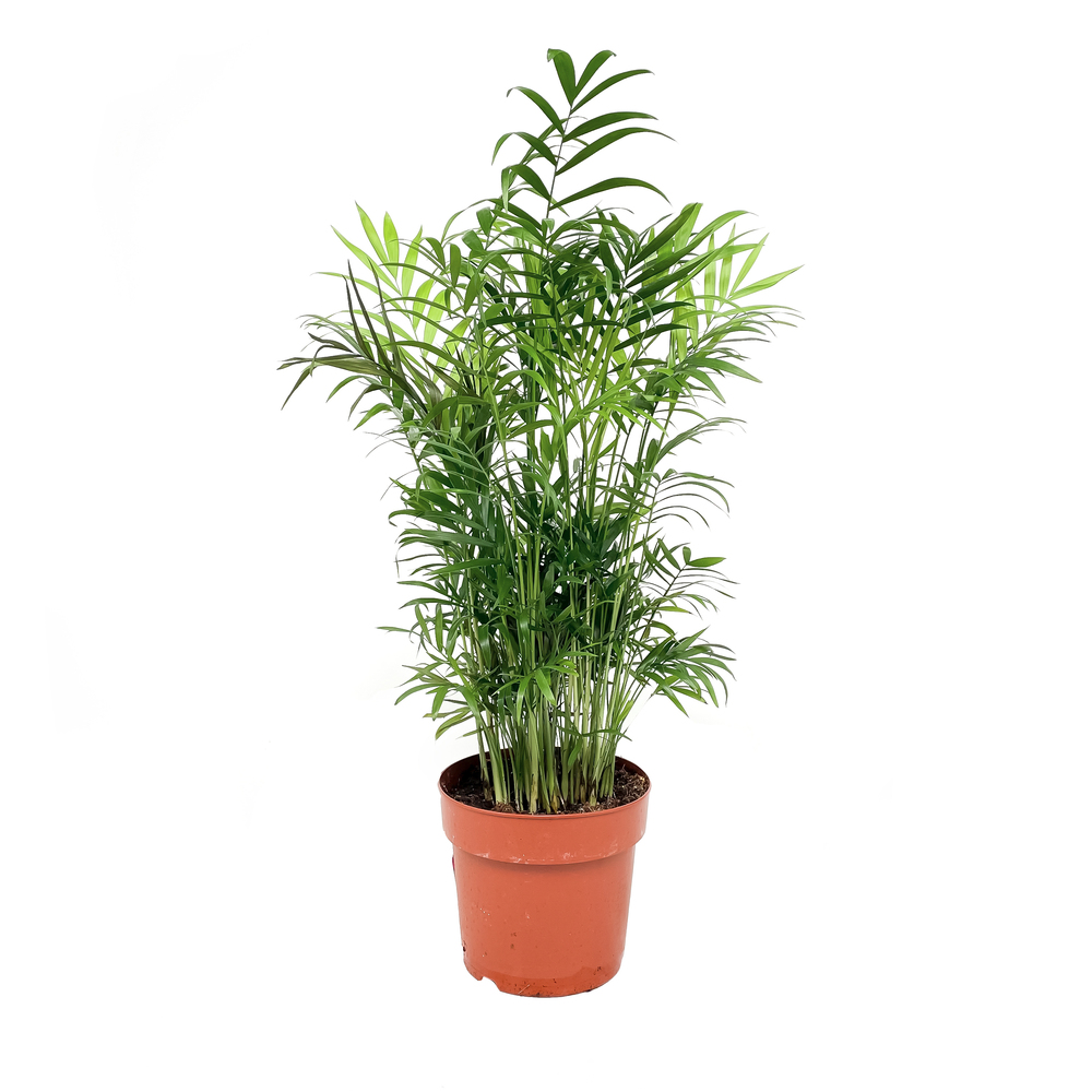 Palma Chamaedorea crep